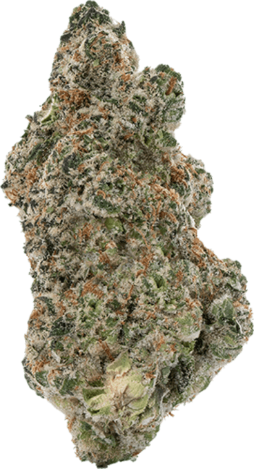Gator Breath image 1